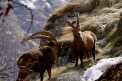 GS_GrandParadieso_KlausP_220417-9